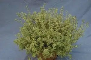 Thyme-French