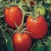 Tomato-Amish Paste