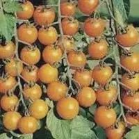 Tomato-Sungold