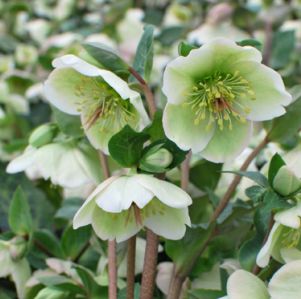 Helleborus Frostkiss &#39;Molly&#39;s White&#39; Hellebore