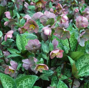 Helleborus Frostkiss &#39;Penny&#39;s Pink&#39; Hellebore