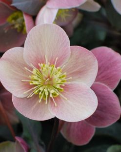 Helleborus HGC® &#39;Pink Frost&#39; Hellebore
