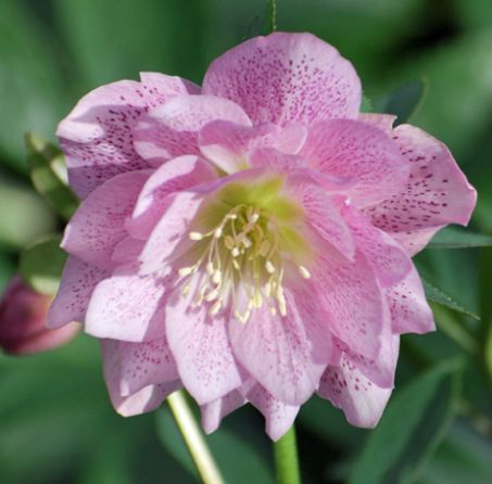 Helleborus Winter Jewels &#39;Cotton Candy&#39; Hellebore