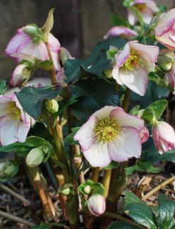 Helleborus Ice N&#39; Roses &#39;Picotee Lady&#39; Hellebore