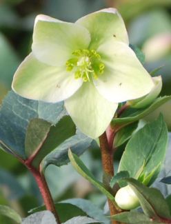 Helleborus Ivory Prince &#39;Walhelivor&#39; Hellebore