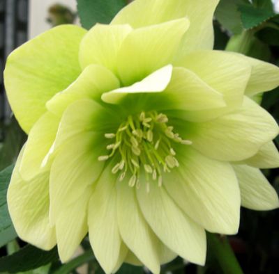 Helleborus Winter Jewels® 'Golden Lotus' Hellebore