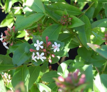 Abelia mosanensis Fragrant Abelia