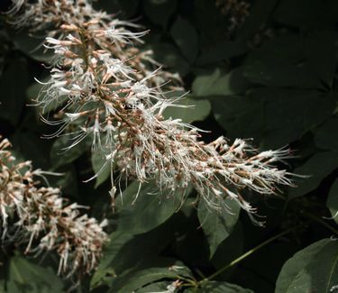 Aesculus parviflora Bottlebrush Buckeye