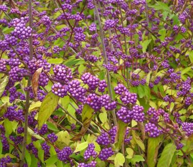 Callicarpa dichotoma &#39;Early Amethyst&#39; Purple Beautyberry