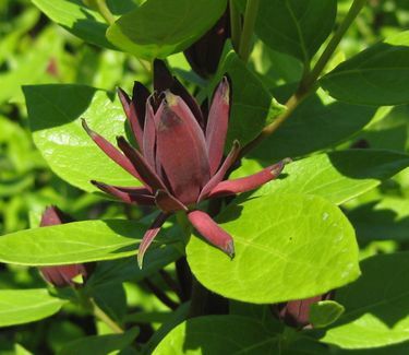 Calycanthus floridus &#39;Michael Lindsey&#39; Carolina Sweetshrub