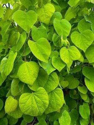 Cercis canadensis 'Golden Falls' Redbud