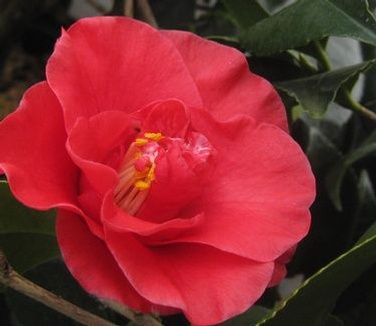 Camellia japonica 'Greensboro Red'