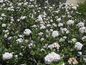 Viburnum x burkwoodii Burkwood Viburnum