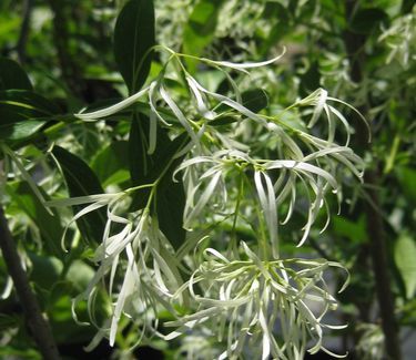 Chionanthus virginicus White Fringetree