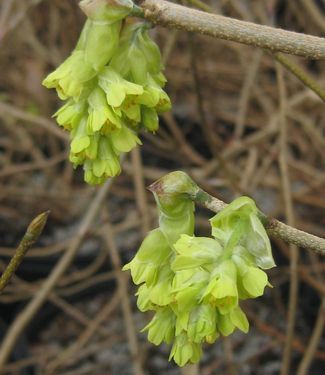 Corylopsis veitchiana Veitch Winterhazel