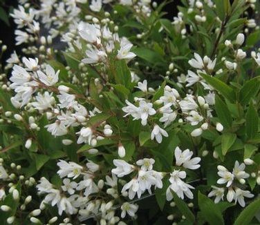 Deutzia gracilis 'Nikko' Dwarf Deutzia