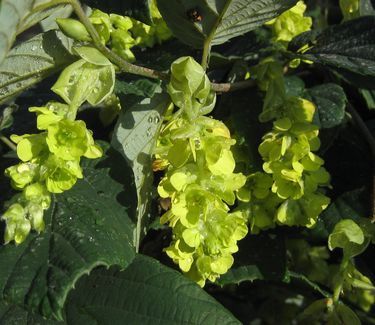 Corylopsis spicata Spike Winterhazel