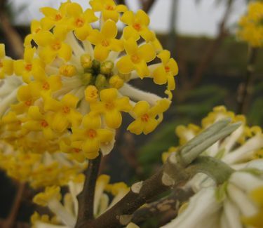 Edgeworthia chrysantha Paper Bush