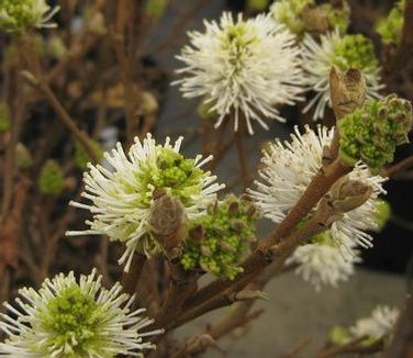 Fothergilla gardenii Dwarf Fothergilla