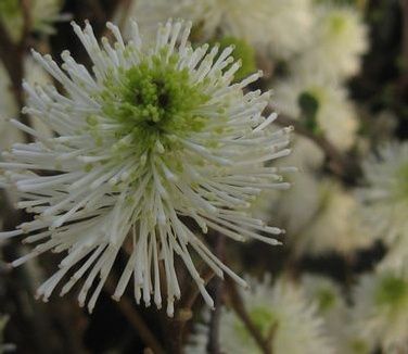 Fothergilla x intermedia &#39;Mount Airy&#39;