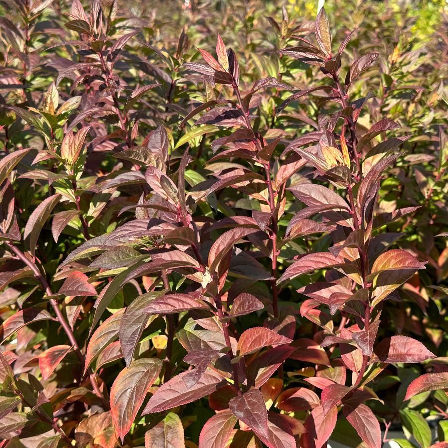 Itea virginica &#39;Fizzy Mizzy&#39; Sweetspire
