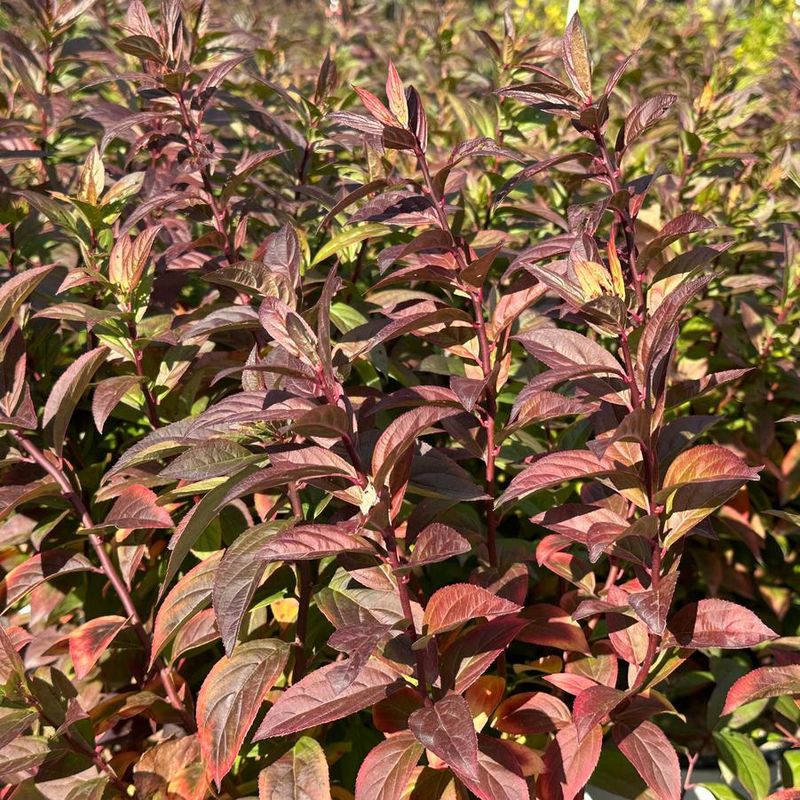 Itea virginica &#39;Fizzy Mizzy&#39; Sweetspire