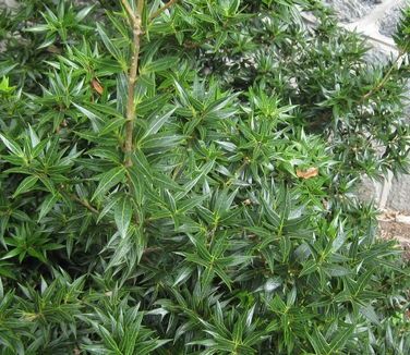 Osmanthus heterophyllus &#39;Sasaba&#39; Holly Tea Olive