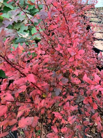 Physocarpus opulifolius &#39;Sweet Cherry Tea&#39; Ninebark