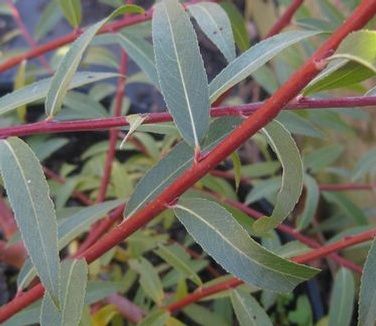 Salix alba &#39;Britzensis&#39; Coral Bark Willow