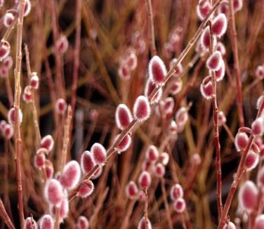 Salix gracilistyla &#39;Mt. Aso&#39; Japanese Pussy Willow