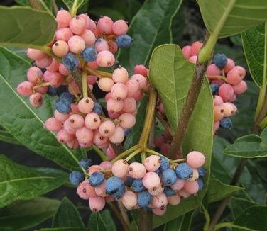 Viburnum nudum &#39;Brandywine&#39; Witherod Viburnum