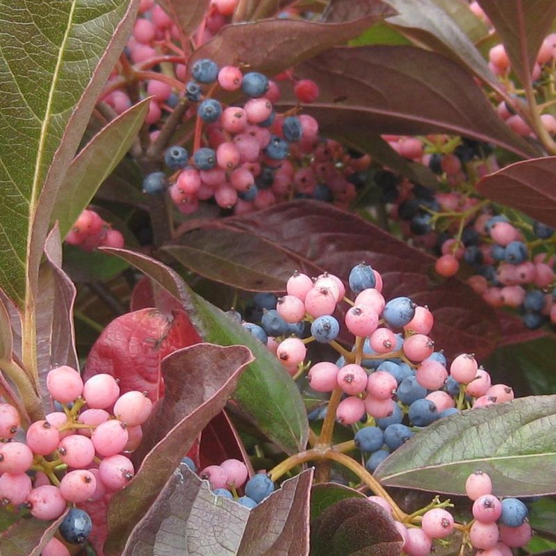 Viburnum nudum &#39;Winterthur&#39; Witherod Viburnum