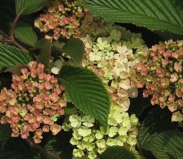 Viburnum plicatum &#39;Kern&#39;s Pink&#39; Snowball Viburnum