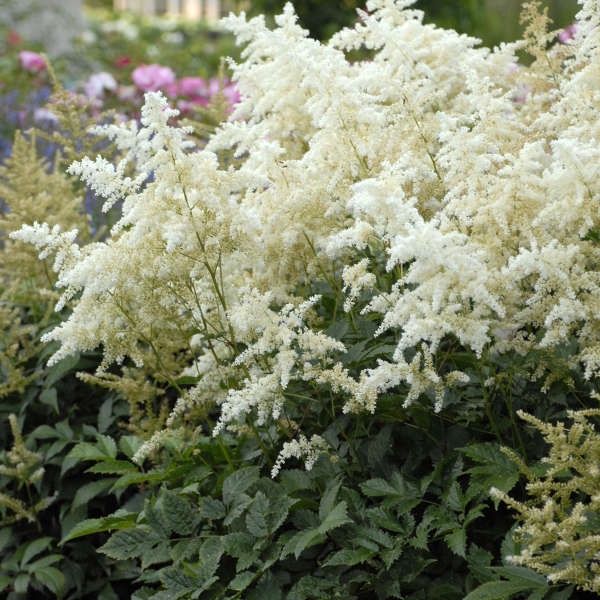 Astilbe japonica &#39;Deutschland&#39;