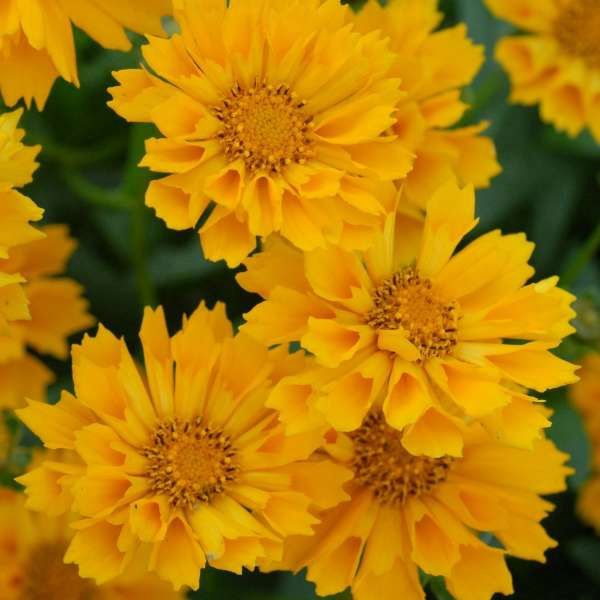 Coreopsis &#39;Jethro Tull&#39;