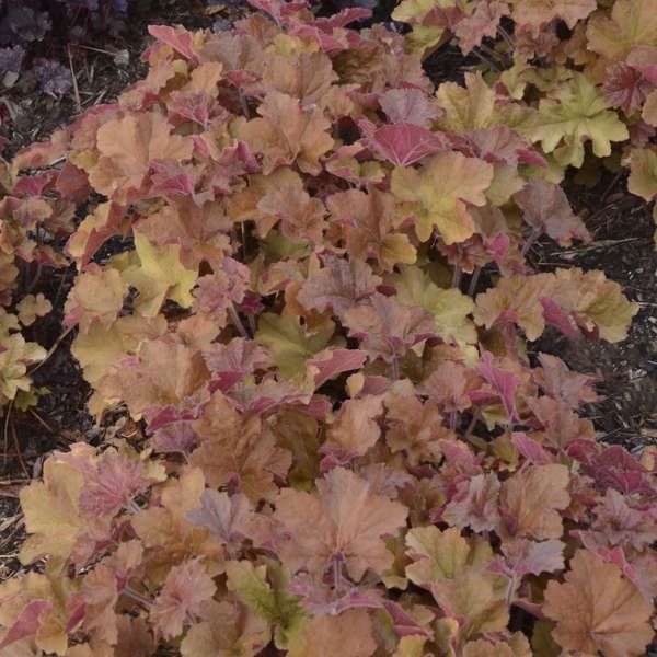 Heuchera &#39;Caramel&#39;