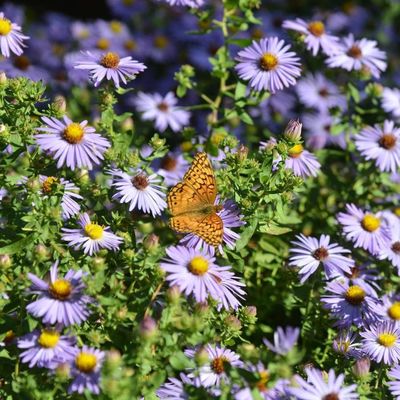 Perennials