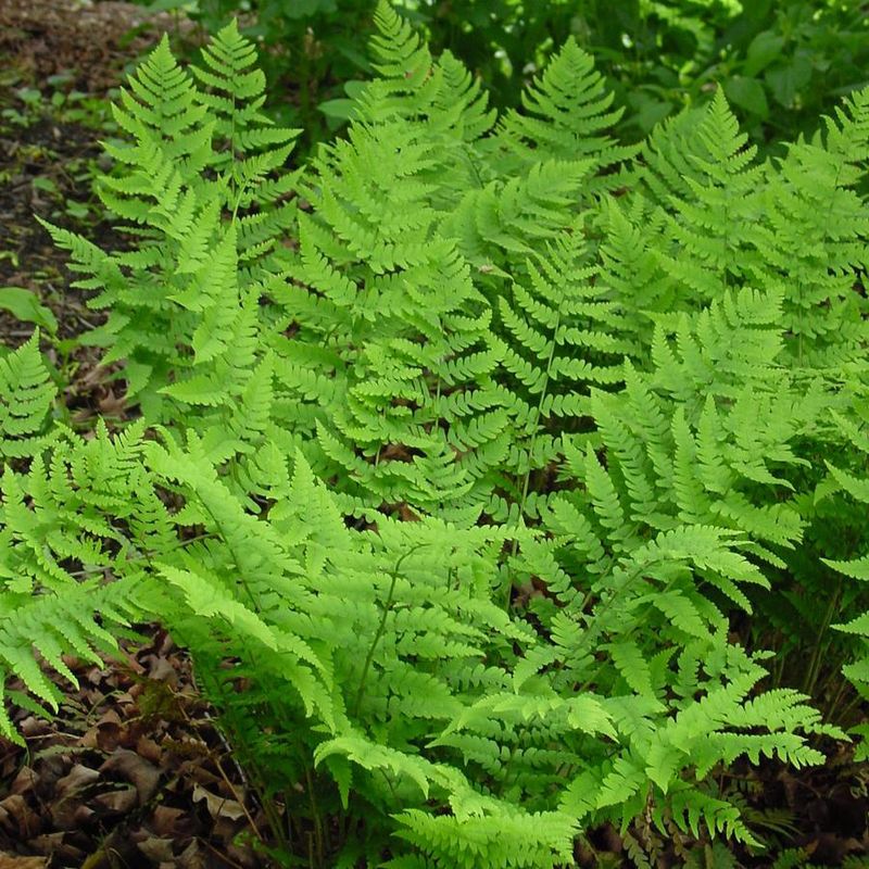 Dryopteris marginalis Marginal Wood Fern