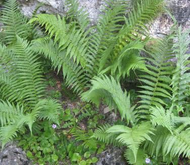 Dryopteris filix-mas &#39;Barnesii&#39; Barnes Male Fern