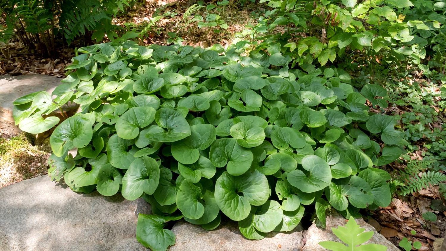 Asarum canadense Wild Ginger