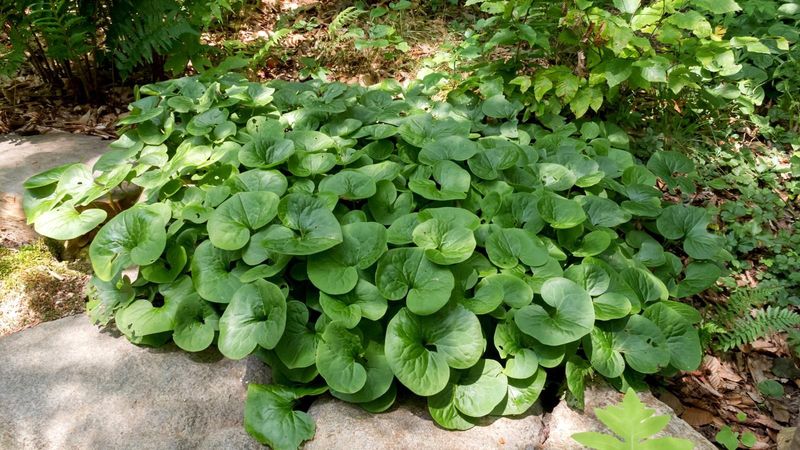 Asarum canadense Wild Ginger