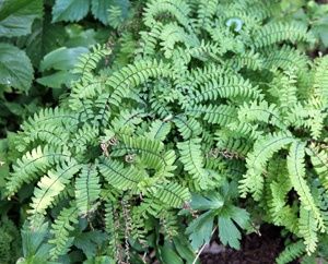 Adiantum pedatum Northern Maidenhair Fern