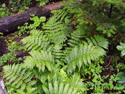 Dryopteris goldiana Giant Wood Fern