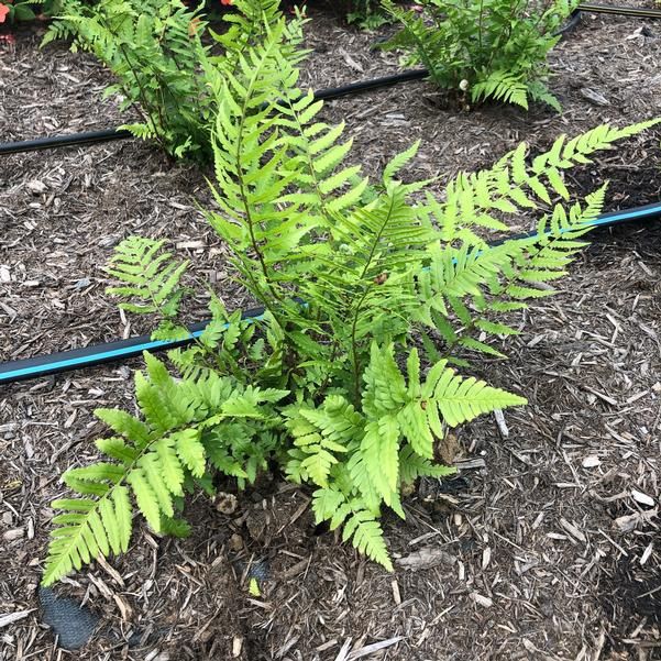 Dryopteris x australis Dixie Wood Fern