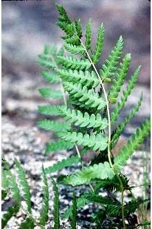 Osmunda cinnamomea Cinnamon Fern