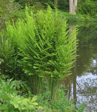 Osmunda regalis Royal Fern