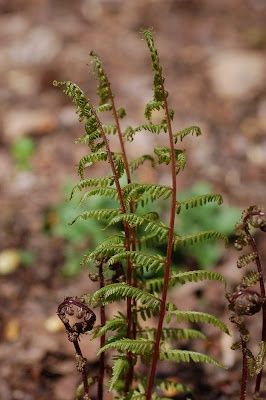 Athyrium angustum Lady in Red Fern