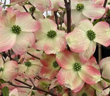 Cornus florida 'Cherokee Brave' Dogwood