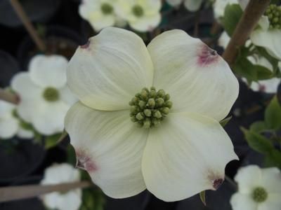 Cornus florida &#39;Cloud 9&#39; Dogwood