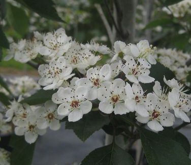 Crataegus viridis 'Winter King' Hawthorn